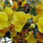 Combinar o Fremontodendron