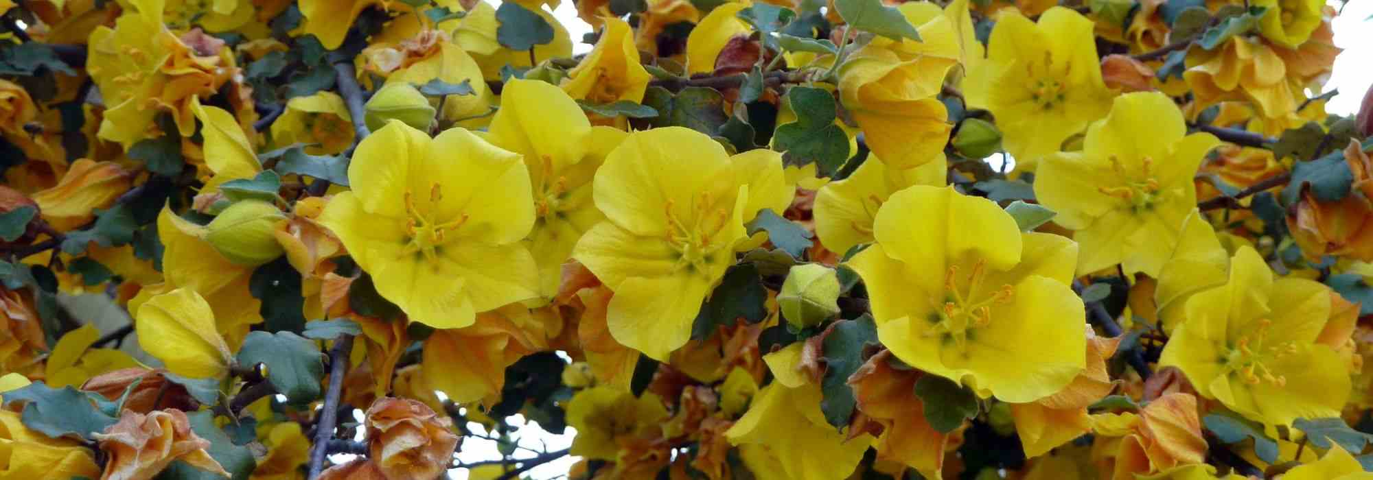 Combinar o Fremontodendron
