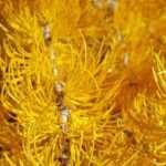 5 coníferas de folhagem flamboyant no outono