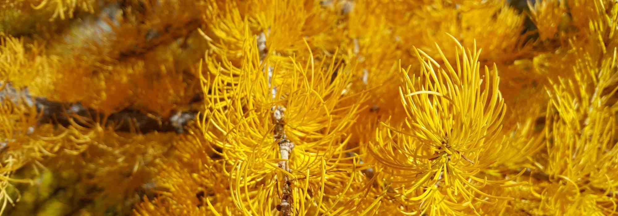 5 coníferas de folhagem flamboyant no outono