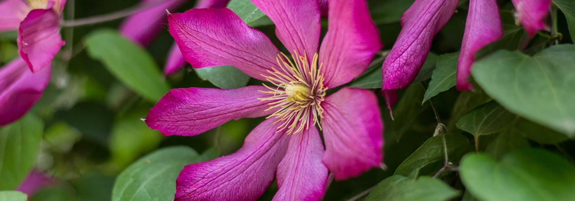 7 trepadeiras com flores cor-de-rosa