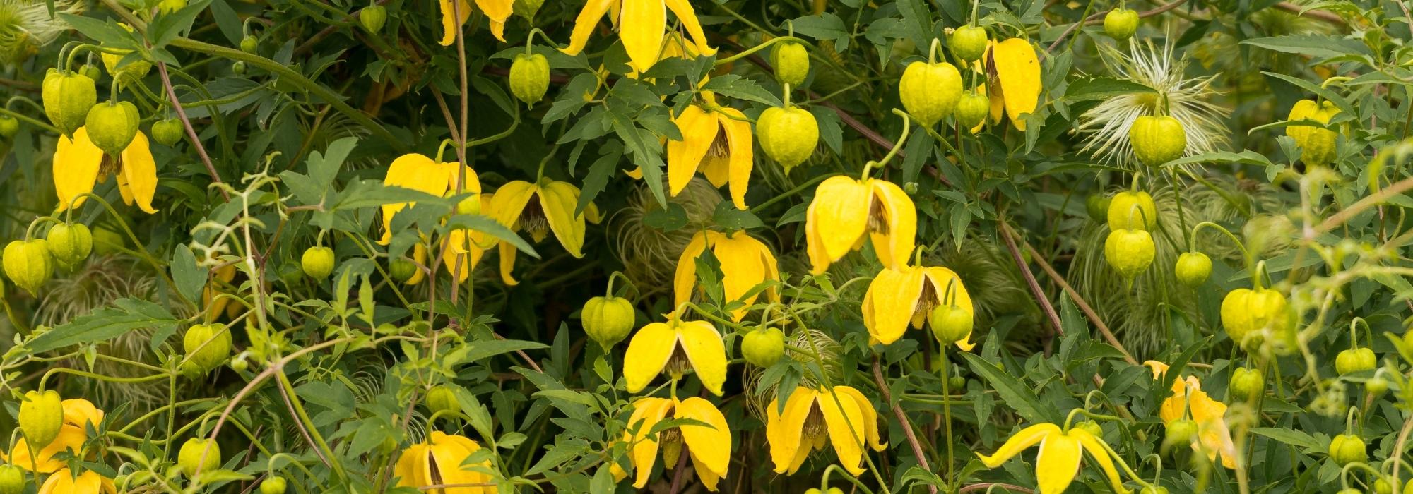 7 clematites de verão de floração contínua