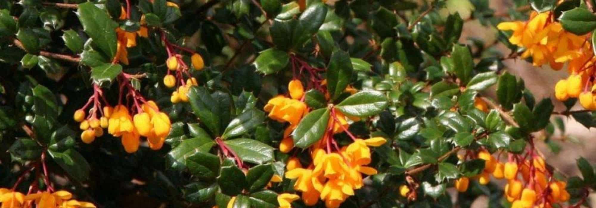Berbéris persistentes: as variedades mais bonitas