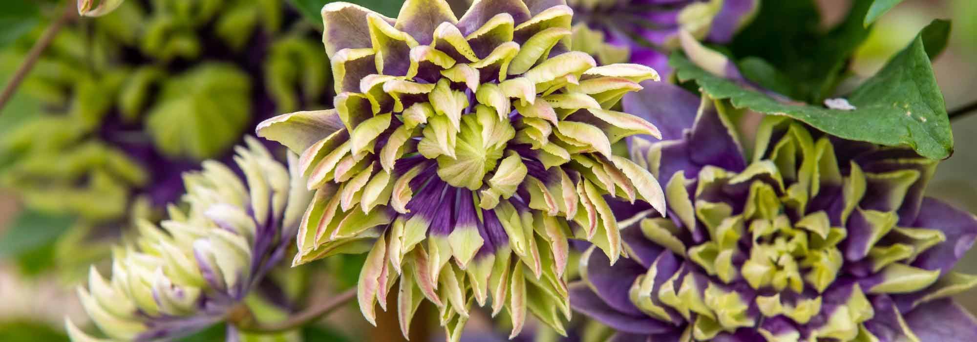 As clematites mais espetaculares