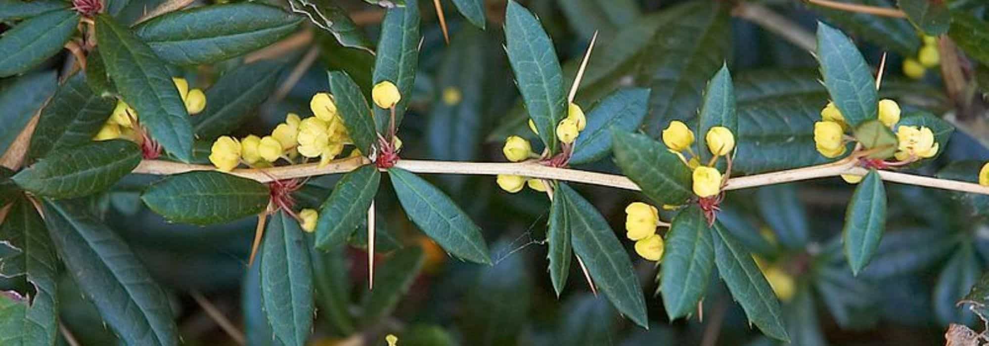 5 bérberis perfeitos em sebe