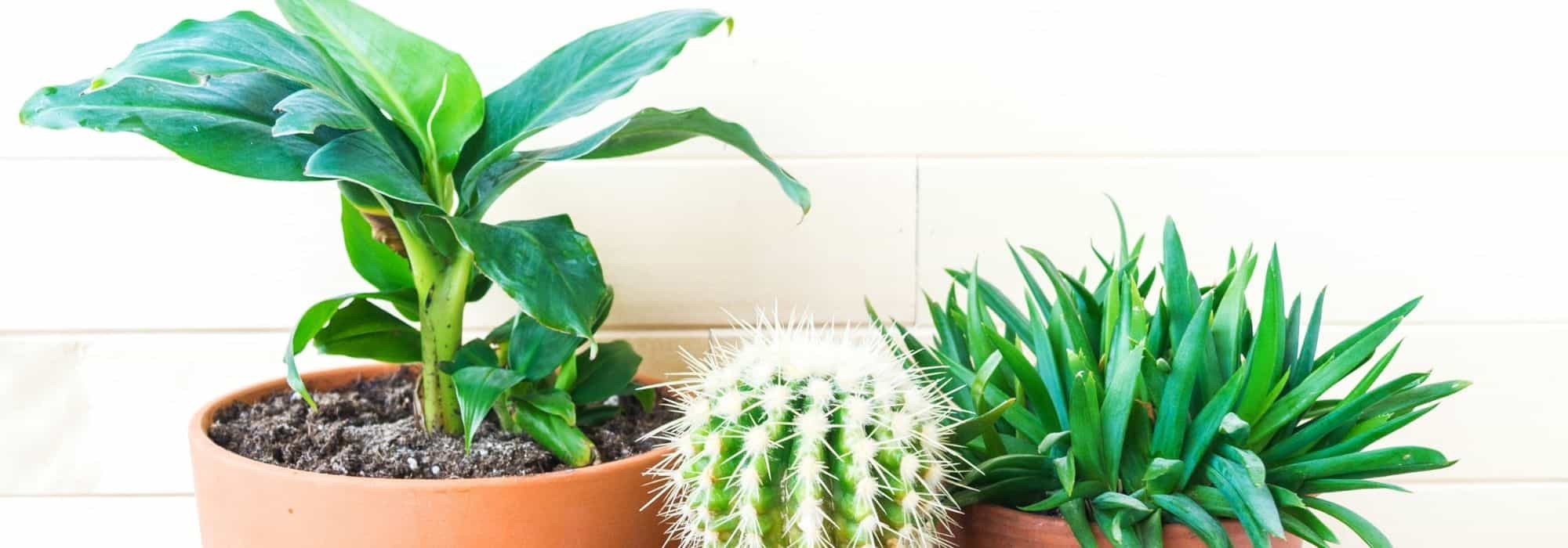 As plantas de exterior que também crescem no interior