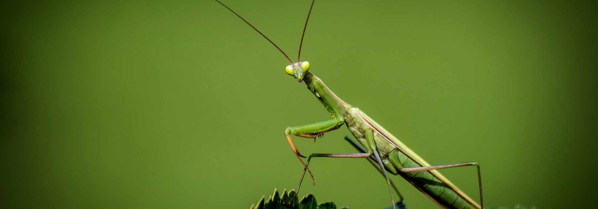 Louva-a-deus - Mantis religiosa: que inseto é este?