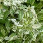 Os melhores evónimos para utilizar como plantas de cobertura