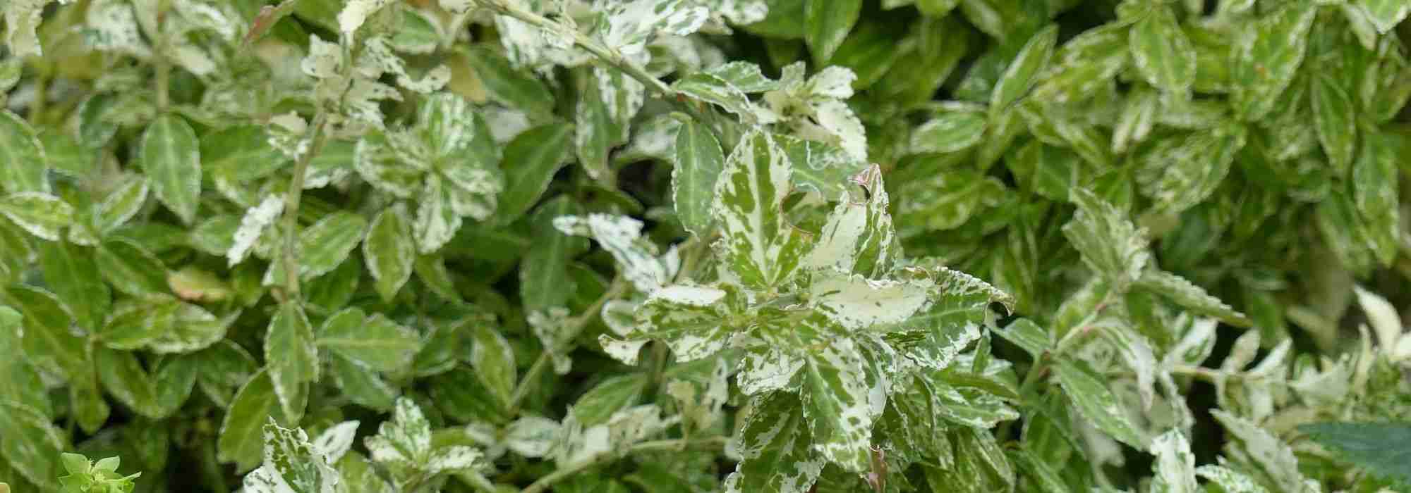 Os melhores evónimos para utilizar como plantas de cobertura