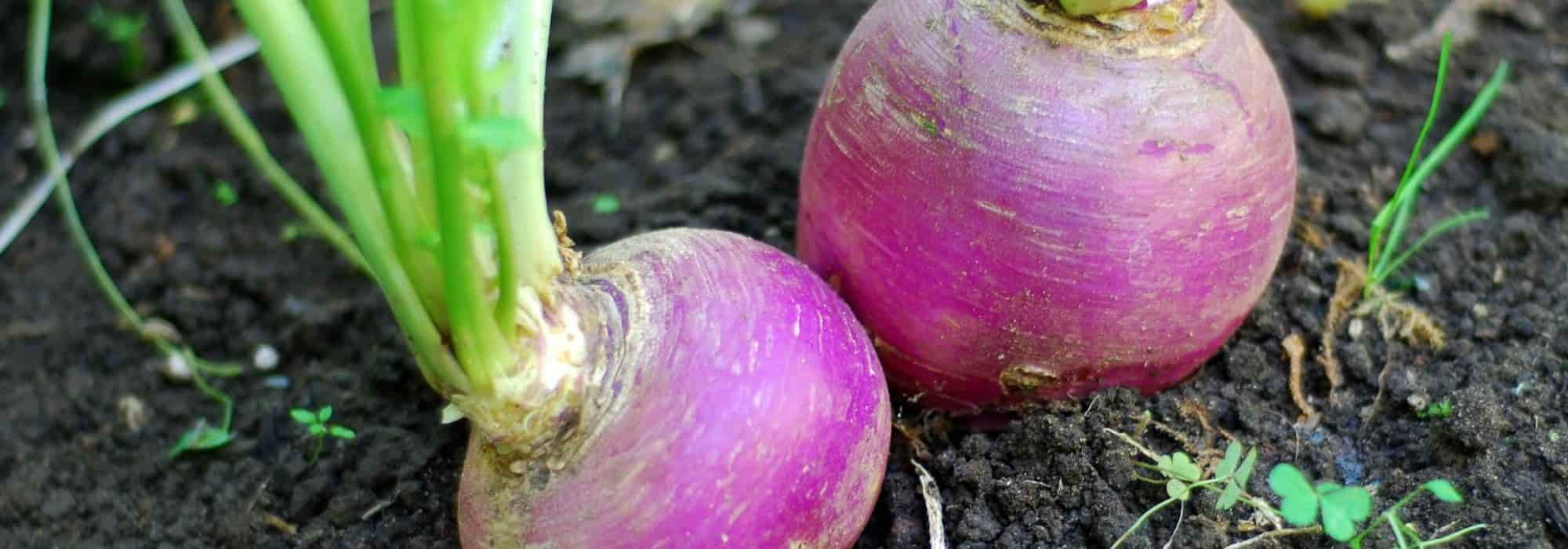 Cultivar nabos de primavera