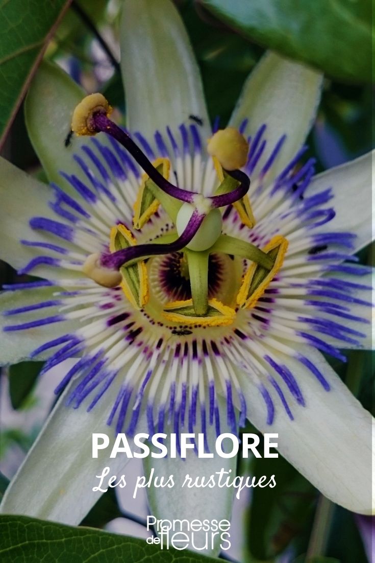 as passifloras mais rústicas
