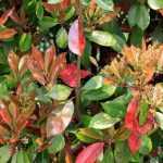 Plantar um arbusto persistente