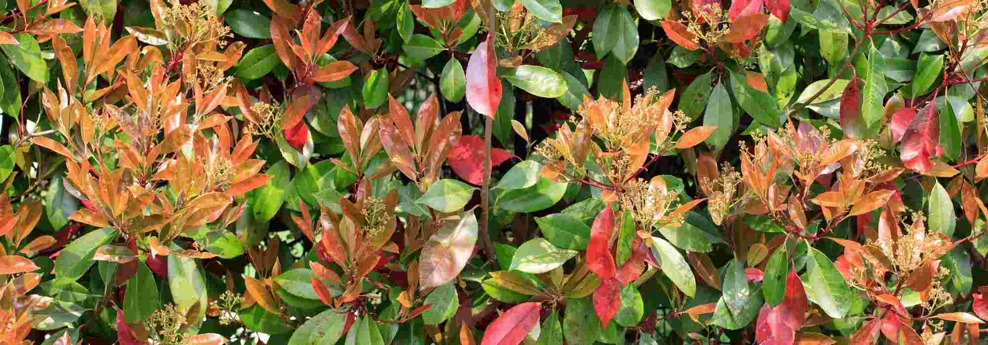 Plantar um arbusto persistente