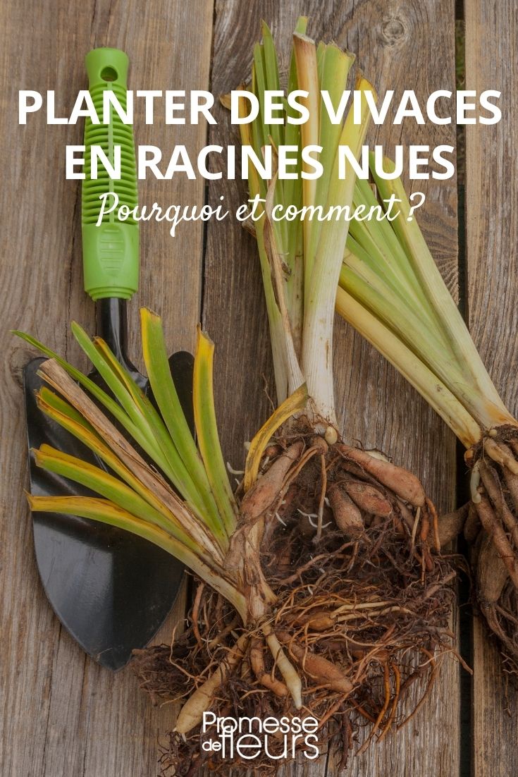 plantar plantas perenes de raízes nuas