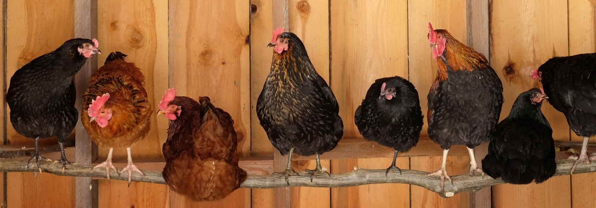 Instalar um galinheiro no jardim: o que diz a lei?
