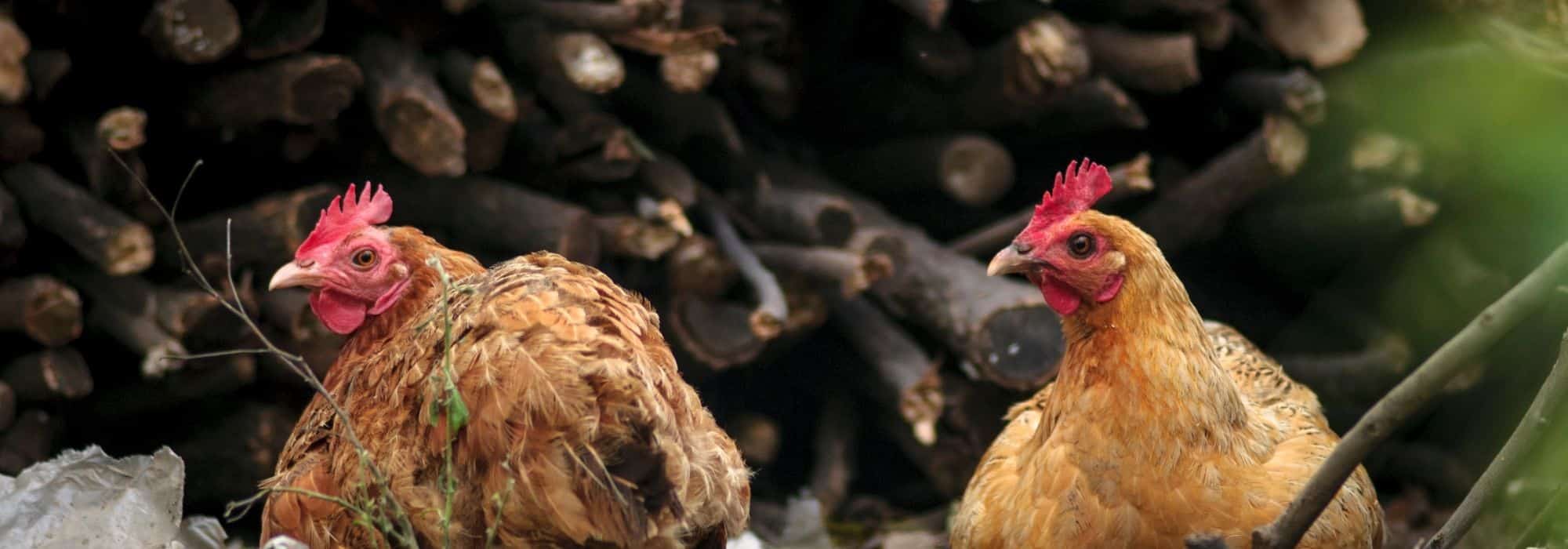 Como proteger as galinhas dos predadores?