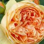 9 roseiras inglesas David Austin cor de laranja