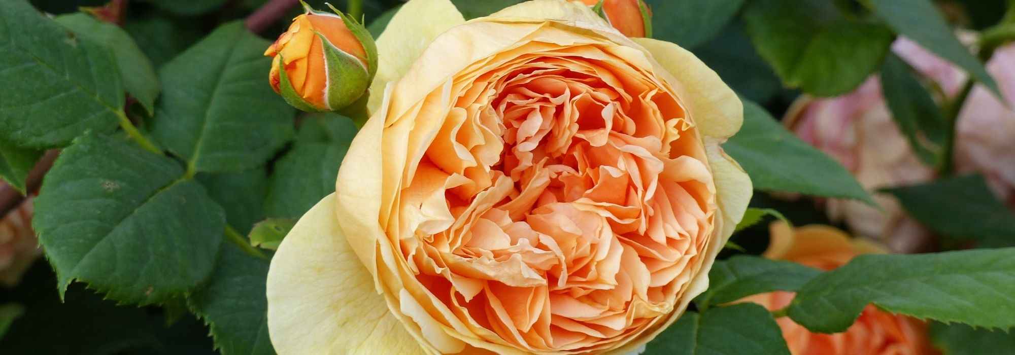 9 roseiras inglesas David Austin cor de laranja