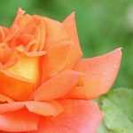 7 roseiras arbustivas de flores grandes cor de laranja