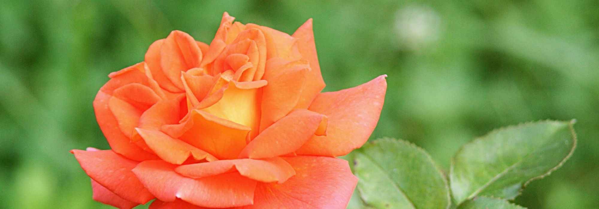 7 roseiras arbustivas de flores grandes cor de laranja