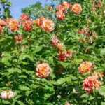 5 roseiras trepadeiras com flores cor de laranja
