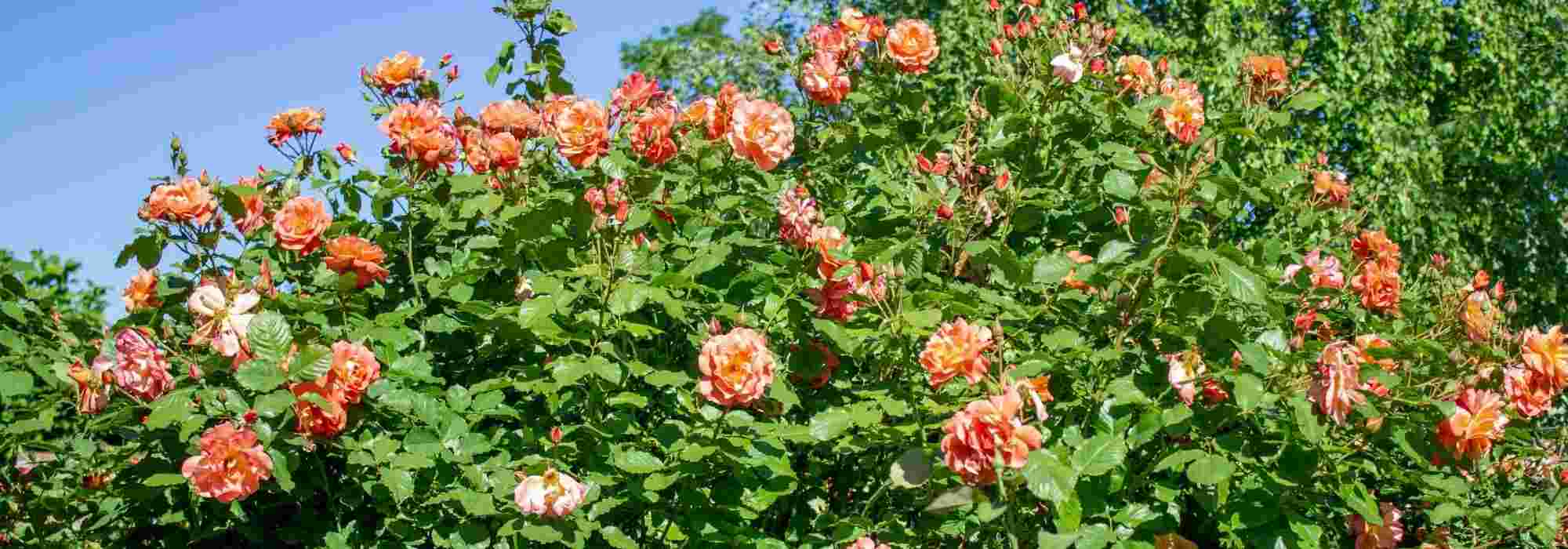 5 roseiras trepadeiras com flores cor de laranja