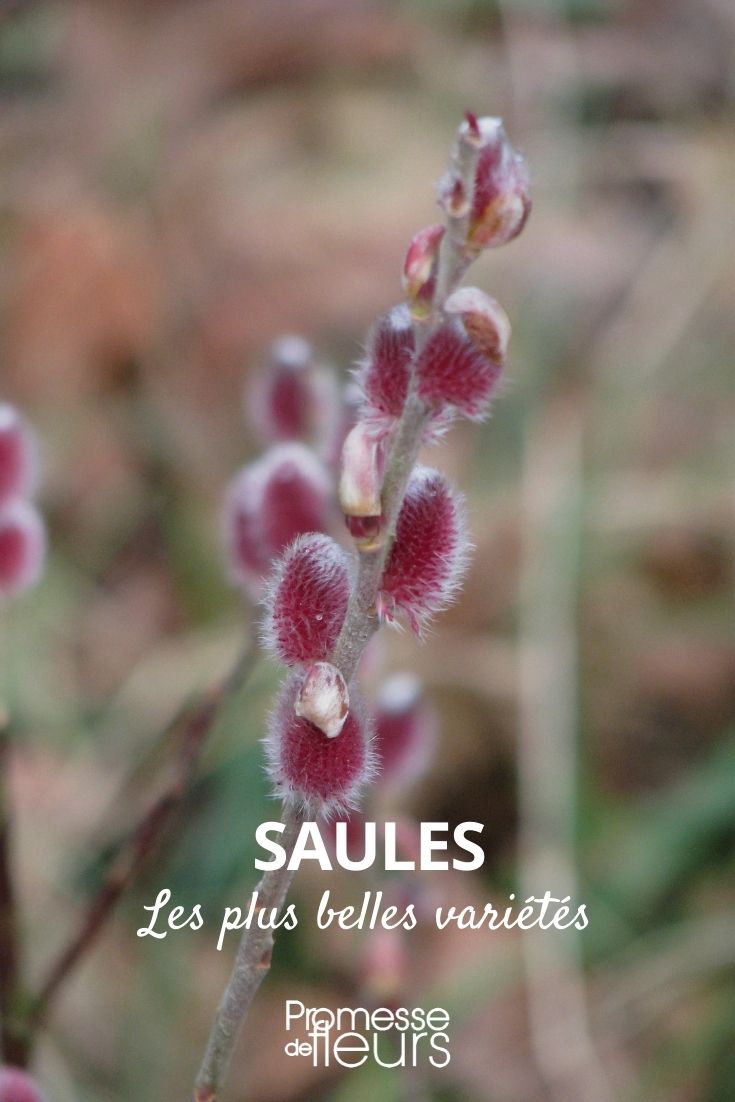 Salgueiro: as variedades mais bonitas