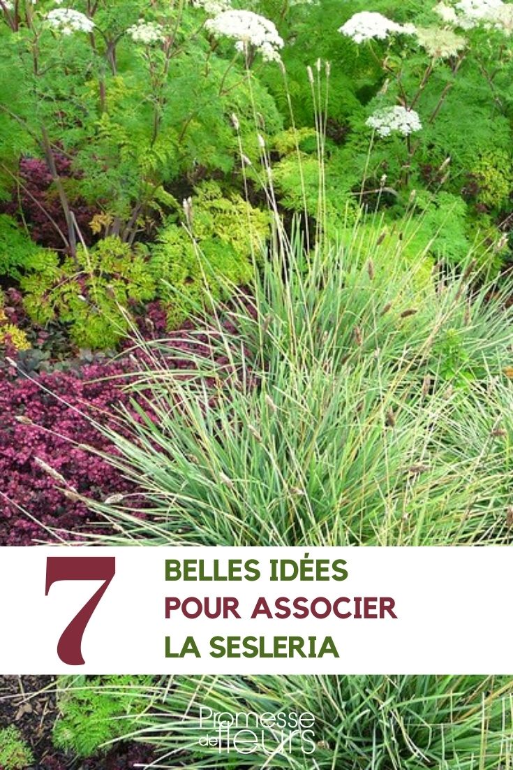 sesleria-associar