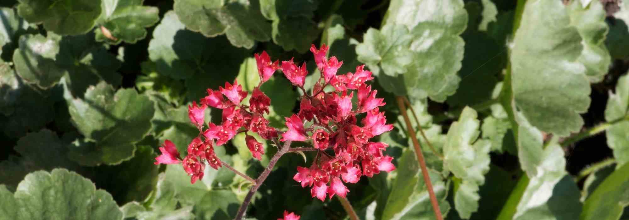 As plantas perenes de sombra com floração prolongada