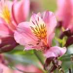 9 plantas perenes com flores cor-de-rosa