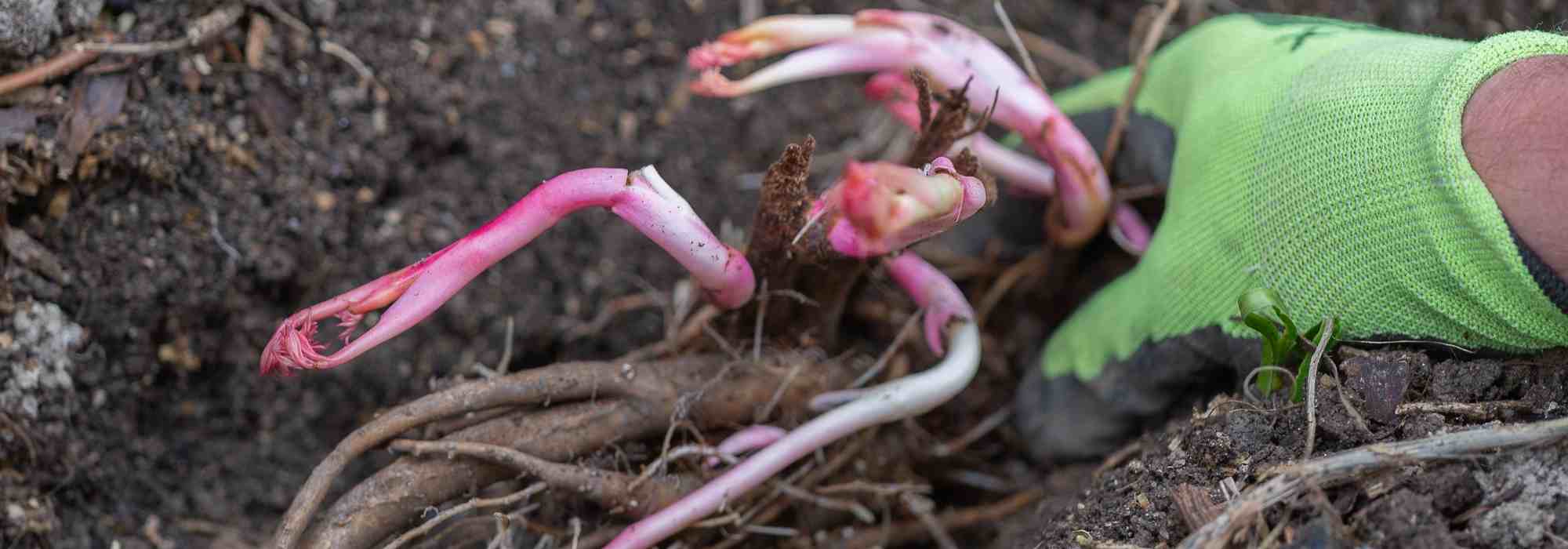 Plantar plantas perenes de raízes nuas: como e porquê?