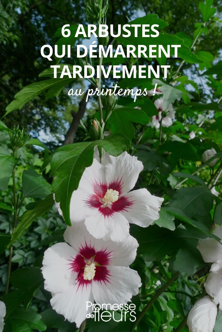 Arbustos de rebentação tardia