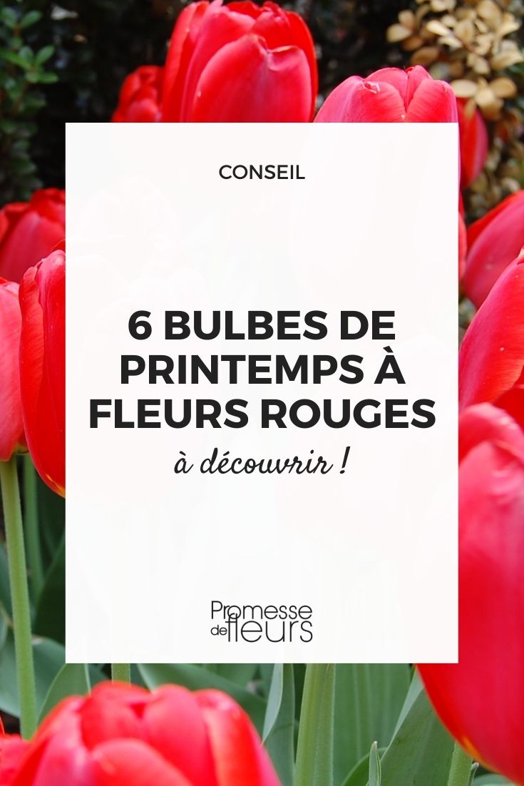 Plantas bolbosas de primavera com floração vermelha