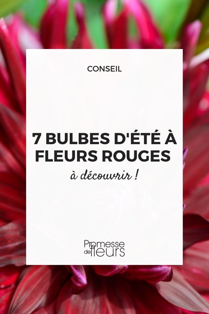 7 bolbos de verão com flores vermelhas para incendiar o jardim