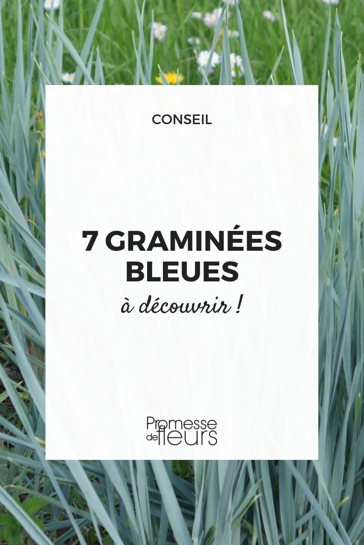 gramíneas perenes de cor azul