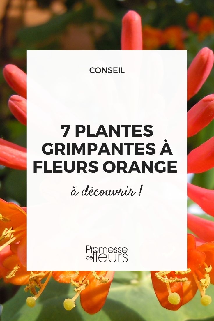 plantas trepadeiras lianas volúveis floração cor de laranja