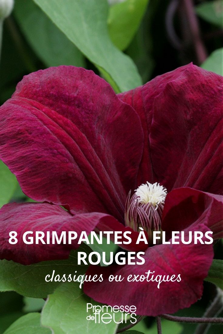 8 trepadeiras com flores vermelhas