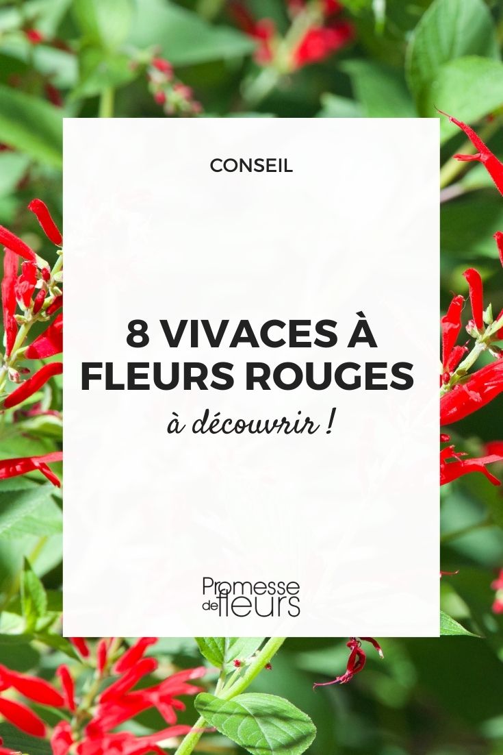 plantas perenes de floração vermelha