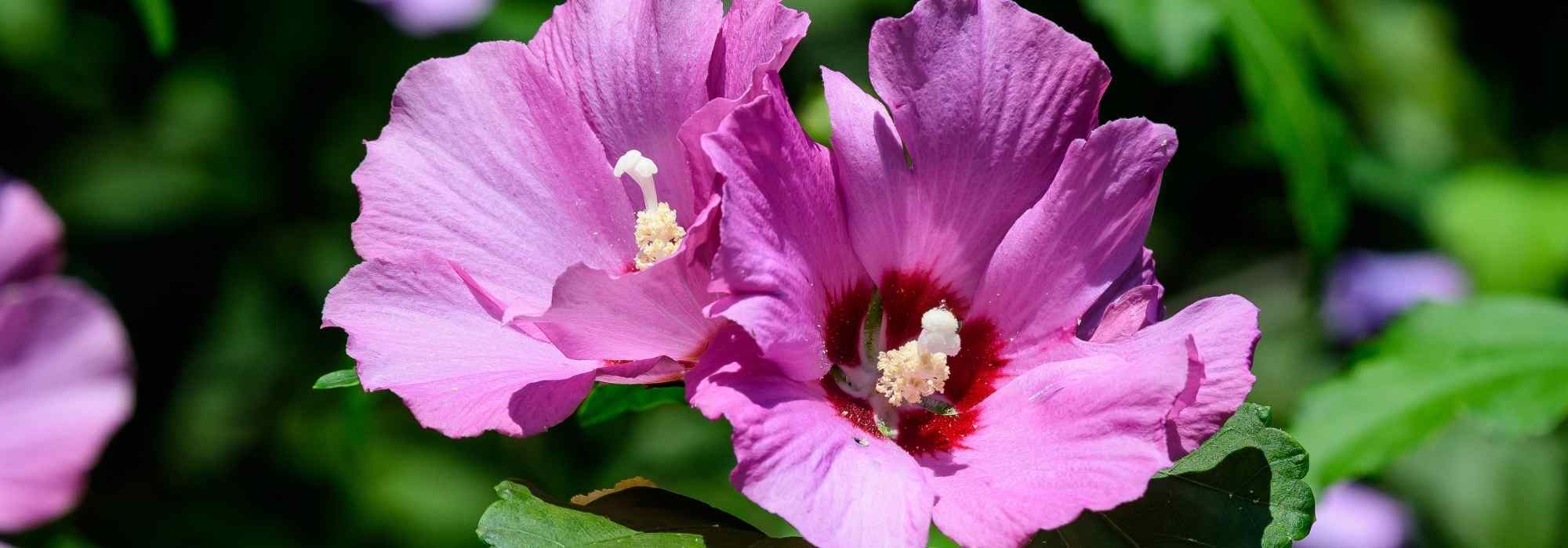 6 arbustos que começam a desenvolver-se no final da primavera