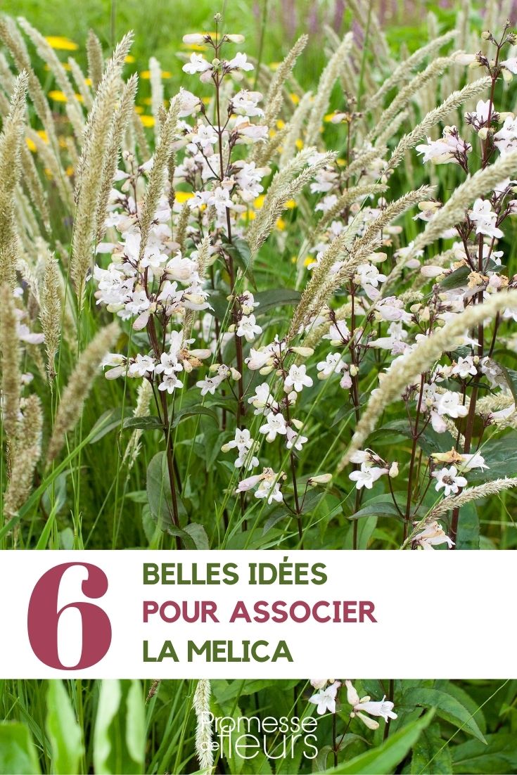 Associar a mélica