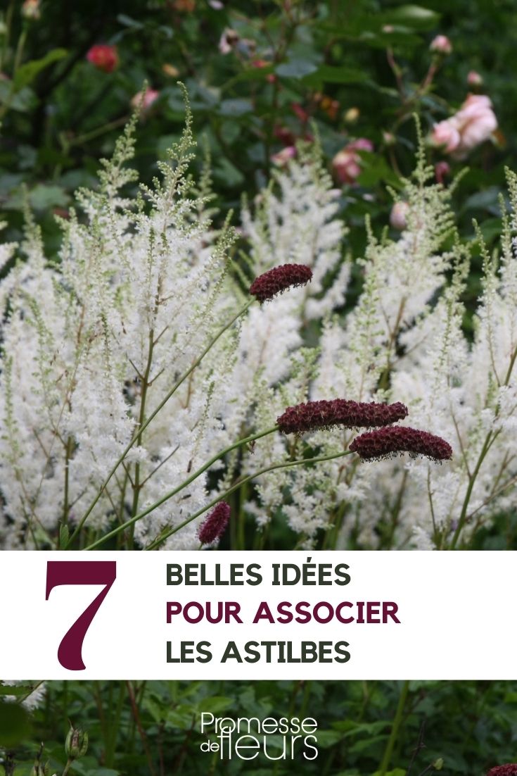 Combinar as astilbes
