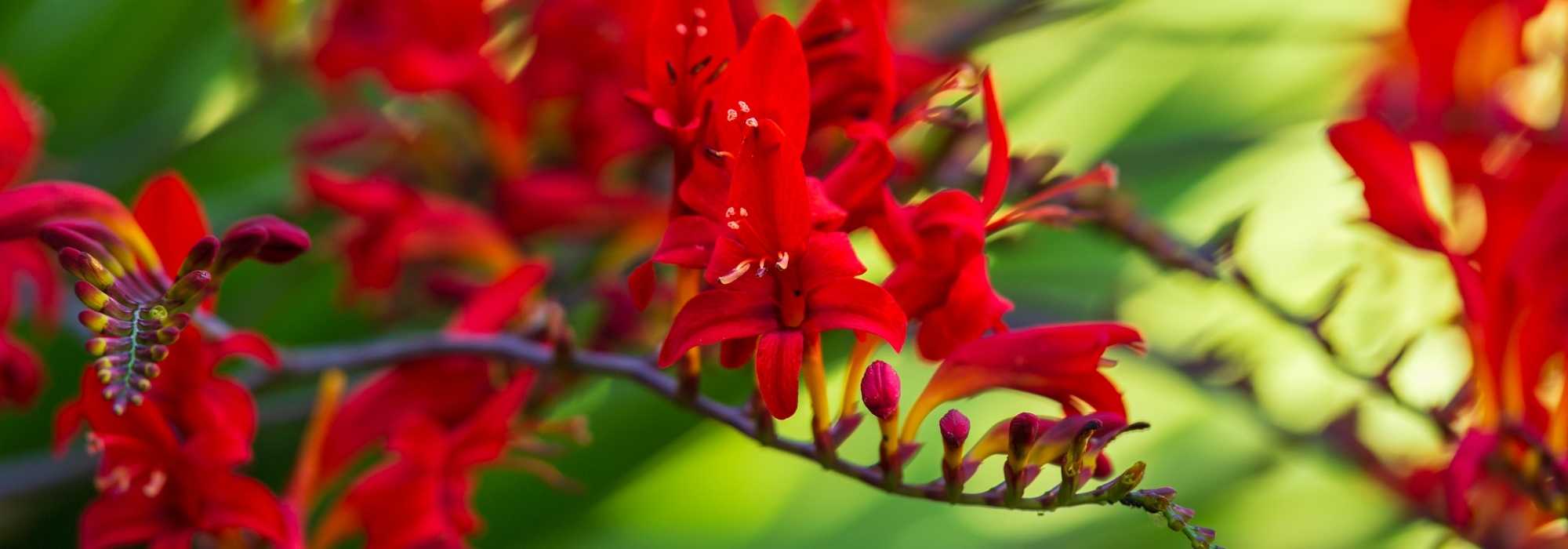 7 bolbos de verão com flores vermelhas