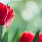 6 bolbos de primavera com flores vermelhas