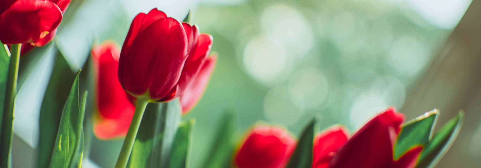 6 bolbos de primavera com flores vermelhas