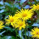 Buphthalmum: plantação e cultivo