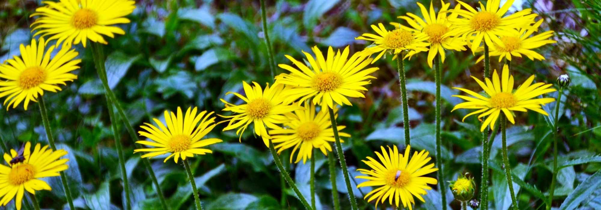 Buphthalmum: plantação e cultivo