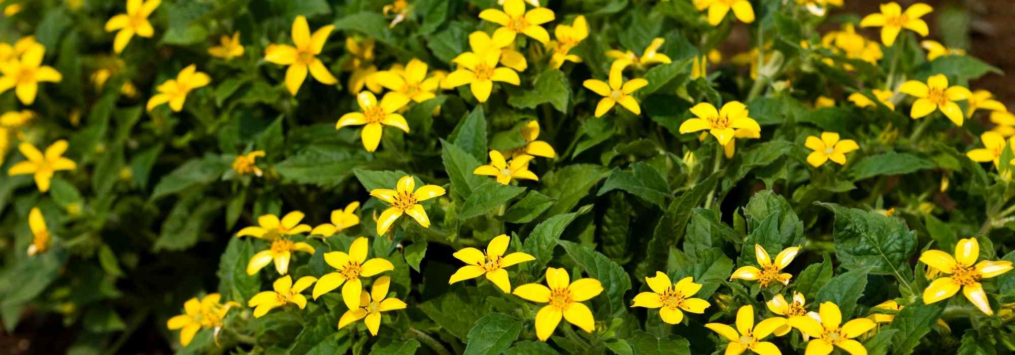 Chrysogonum: plantação, cultivo, manutenção