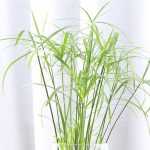 Cultivar um papiro ou uma junça em vaso