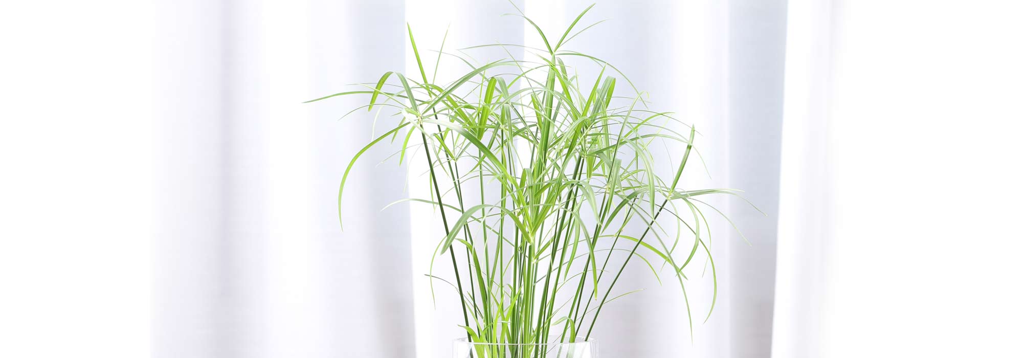 Cultivar um papiro ou uma junça em vaso