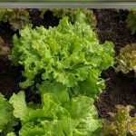 Cultivar alfaces sob abrigo